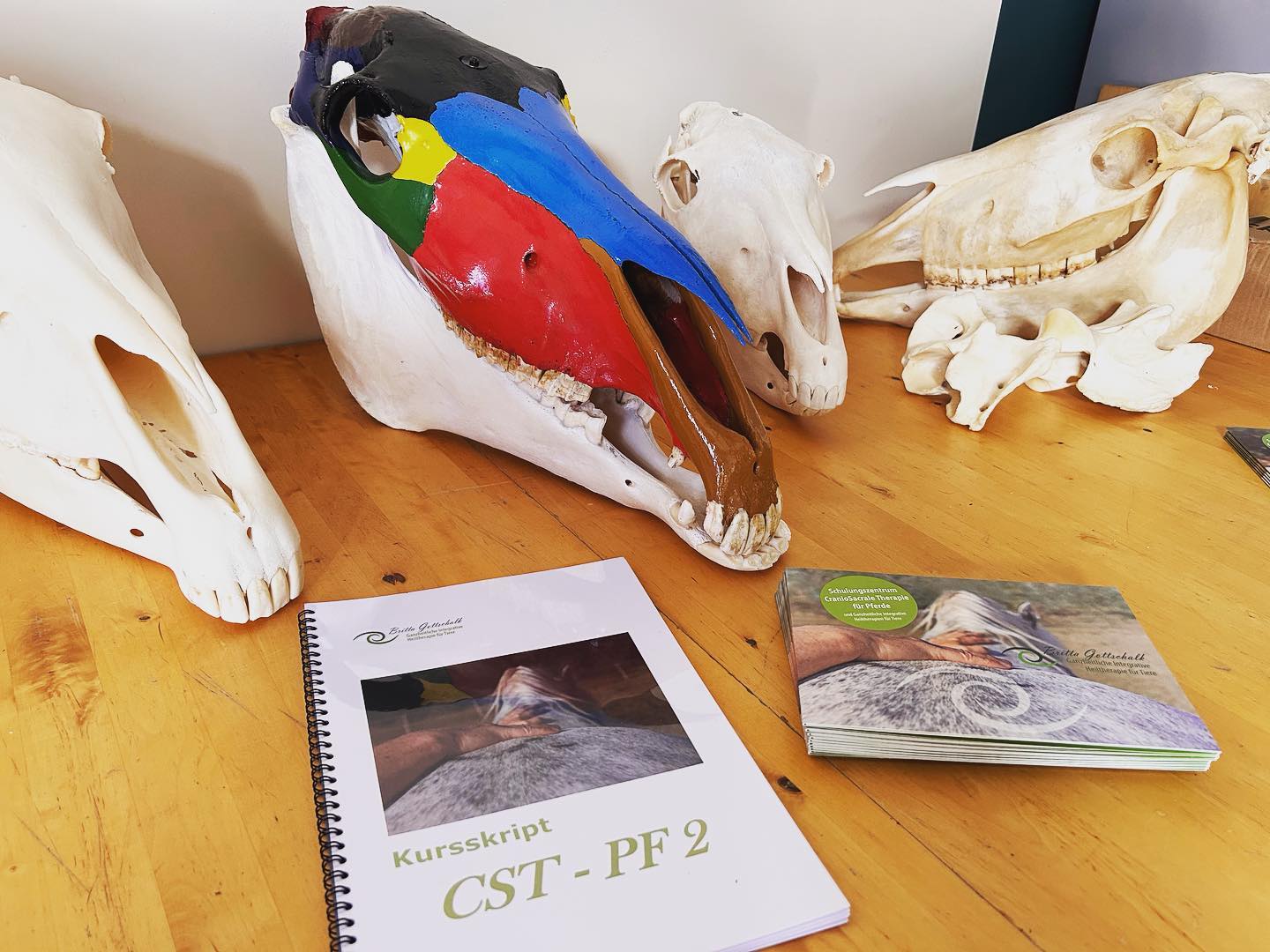 Beim zweiten Modul der Zusatzausbildung #craniosacraletherapiefürpferde nach Britta Gottschalk (#upledger ) ging es um die Intensivierung des Erlernten aus Modul 1 sowie um Erweitern der Behandlungsmöglichkeiten von z. B. Energiezysten. 🫳🏼

Es waren wieder einmal 6 intensive und erkenntnisreiche Tage mit wunderbaren Menschen und Pferden. 💜 Vielen Dank liebe Britta, dass Du uns an Deinem unerschöpflichen Wissen teilhaben lässt. 🍀

#pferdephysiotherapie #pferdephysio #pferdeosteopathie #pferdeosteo  #pferdereha #pferdetherapie #craniosacraltherapy #craniosacraletherapiefürpferde #craniosacraltherapist #folgedeinemherzen #folgedeinemtraum #followyourdreams #followyourheart