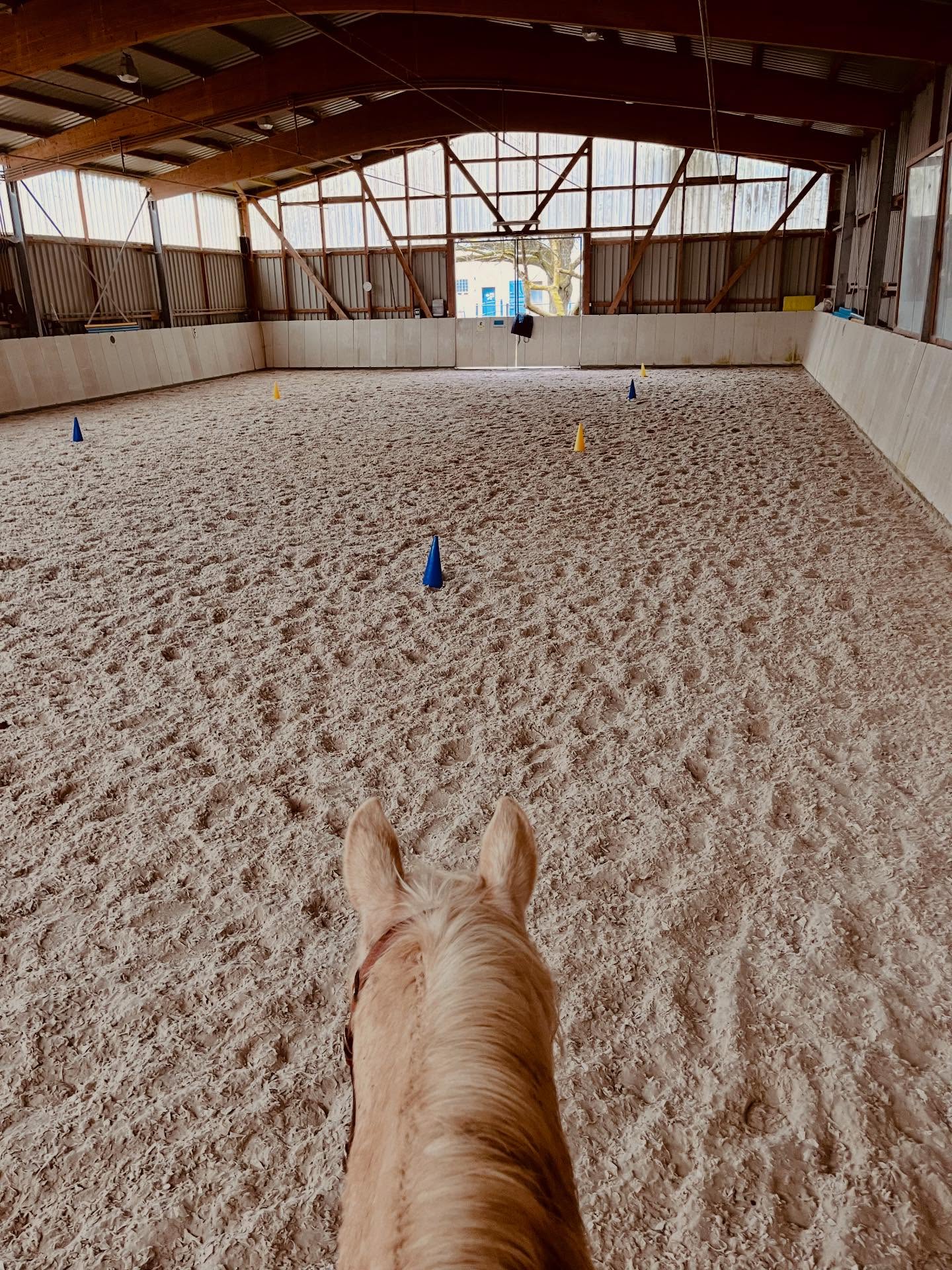 Ich liebe die Übungen aus dem TGT Reiten Basis Kurs von @thegentletouch.kreinberg. Gestern stand die Serpentinen-Übung für meinen Palomino und mich auf dem Plan. Es ist eine lösende und geraderichtende Übung mit 5 Pylonen im Abstand von 7 m, in der die einseitigen Zügel- und Schenkelhilfen wechselseitig eingesetzt werden und dabei die jeweils äußere Körperseite des Pferdes gedehnt wird.

Wenn auch ihr mit eurem eigenen Pferd einmal in die TGT Reiten Basis Übungen schnuppern möchtet, dann meldet Euch gerne bei mir.

#gutesreitenkannmanlernen #gutestrainingschütztdaspferd #gutesreitenkenntkeinereitweise #lovemypony